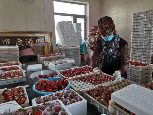 千金鄉(xiāng)草莓 春日的甜蜜饋贈，帶來新鮮水果零售新體驗